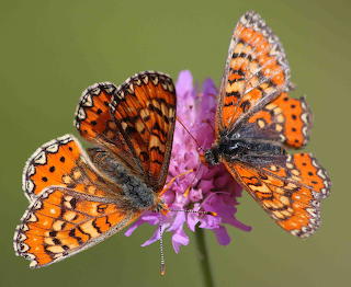 150 Papallona - Butterfly