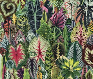 Tropical Plant Leaves