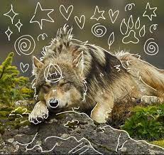 Wolf!