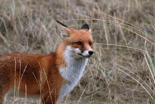 Red Fox