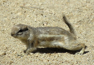P parc national joshua rongeur mammifère écureuil antilope à que