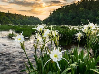 Cahaba Lillies at Cahaba Wildlife Refuge Alabama