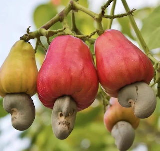 Cashews
