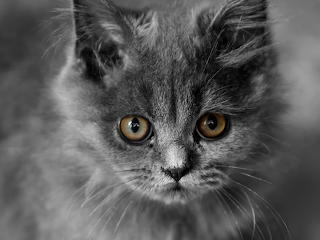 Black cat