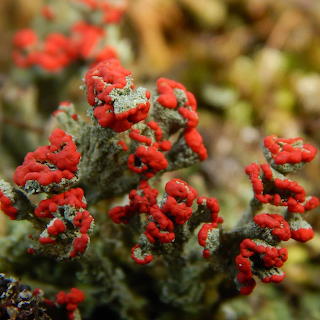 Rood bekermos