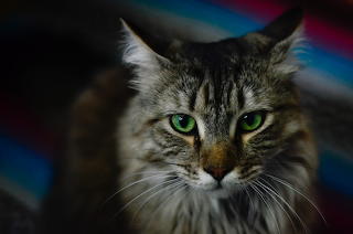 Portrait pet cute beautiful face animal digital cat-1117661