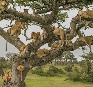 jus' lion around