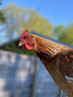 Chicken!