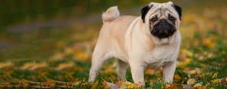Images (23)