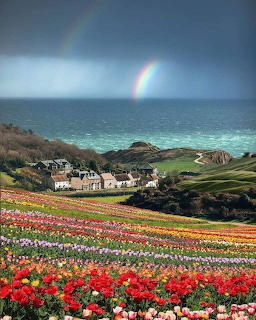 English village with sea and tulips