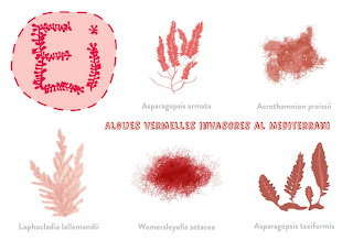 Puzzle Algues vermelles invasores al Mediterrani