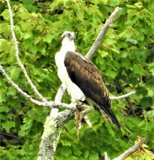 Beautiful Osprey (2)