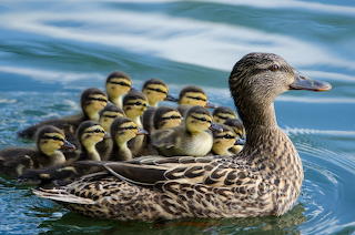 Ducks Birds 439450