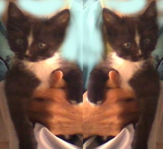 Rami gatito