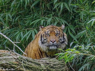 Tijger Geram-00203b