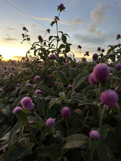 Pink Globe Amaranth