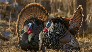 WildTurkeys