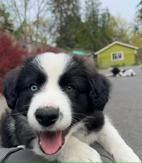Mickey the Dog