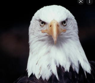 Don't mess with birds!