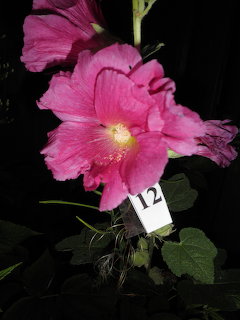 Malva2