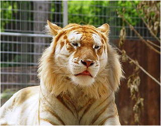 TIGRE ROMPE