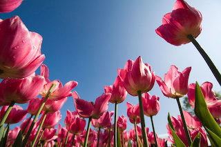 77207-bloemen-foto-15