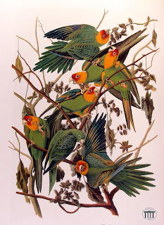 Carolina Parakeet, Audubon