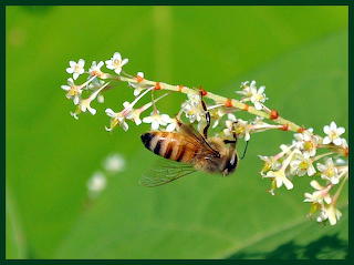 Upside down bee