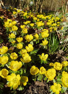Erantis in my garden.