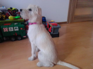 dog sid