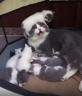 Spay. Me. Now.