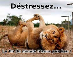 Lion relax