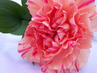 flor nacional de españa, clavel