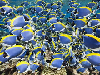 Finding Dory