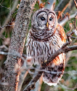 Owl