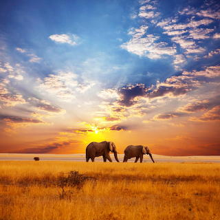 African Elephants...