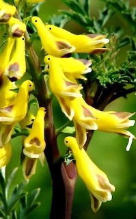 Aves ke imitan a flores
