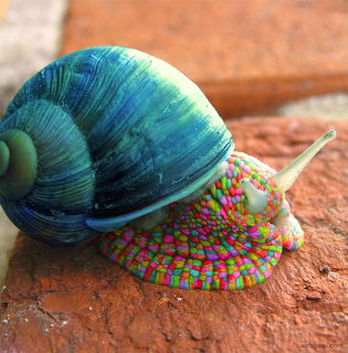 Colorful snail