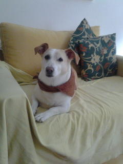 Lady