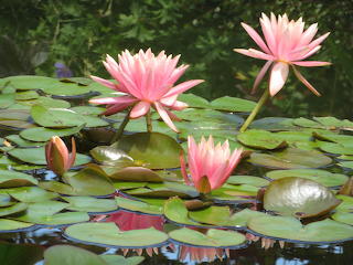 fleurs