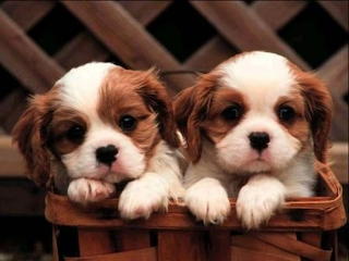 Cute-dog