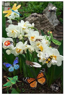 insects