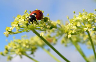 Mariquita Coccinella algerica