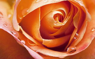 Rose close up