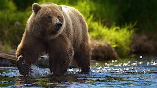 Brownbear