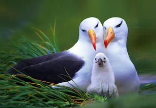 Gaviotas-bonitas