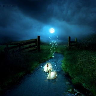 Moonlight swans