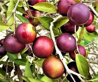 Frutas 05