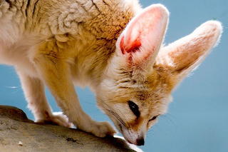 Animal