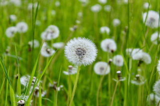 Meadow
